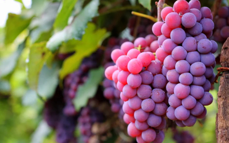 SP: Safra de uva pode crescer até 10% e ultrapassar 800 milhões de quilos em 2026