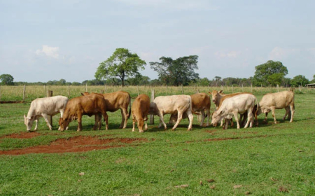 Rebanho: Manejo correto no período chuvoso eleva desempenho e rentabilidade da pecuária de corte