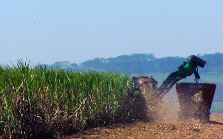 Agro: IBGE prevê safra recorde de 346 milhões de toneladas em 2025