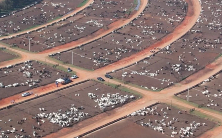 Consolidado: Confinamento no Brasil fecha 2025 com resultados positivos; confira