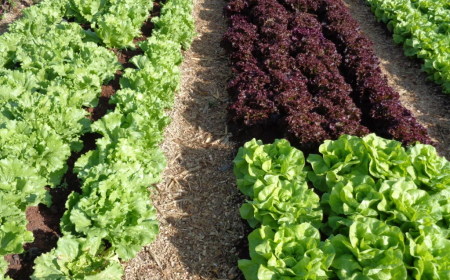 Primeiro lugar: São Paulo lidera a produção de alface e movimenta quase R$ 1 bilhão ao ano