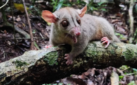 Natureza: Biólogos identificam novas espécies de mamíferos em Brumadinho