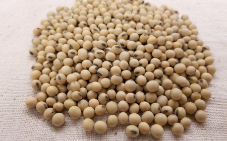 Qualificação: Curso da Embrapa reforça qualidade na produção de sementes de soja