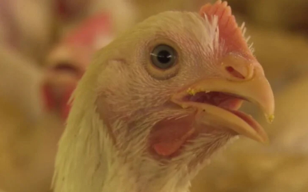 Dúvida: Frango tem hormônio? Entenda por que as aves crescem tão rápido