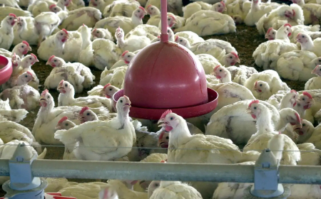 Fim: China encerra embargo e libera frango do RS após surto sanitário