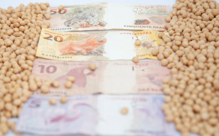 Saca 60 kg: Apenas uma região registra alta nos preços de soja nesta quarta-feira; saiba qual