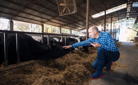 Produção de silagem é estratégica para garantir nutrição do rebanho ao longo do ano