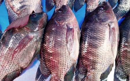 Redução: Acordo Mercosul-UE deve retirar tarifa de 9% sobre a tilápia brasileira