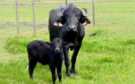 Novidade: Leite de búfala e cortes especiais ganham espaço nos supermercados
