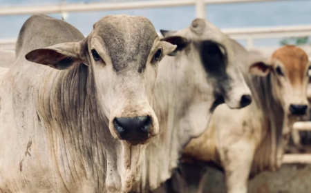 Acima: Pecuária de Mato Grosso do Sul fecha 2025 com aumento de 4,52% no número de abates