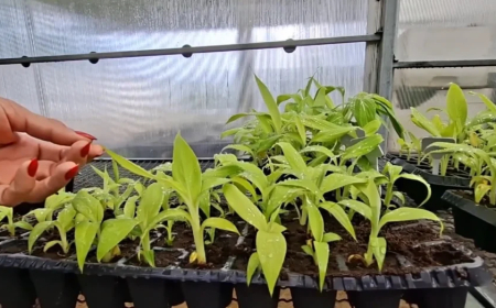 Tecnologia: Mudas micropropagadas: entenda como funciona a tecnologia usada em bananeiras