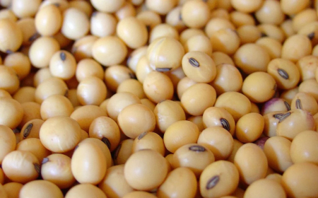 Atualização: Abiove projeta recorde histórico no esmagamento de soja em 2026