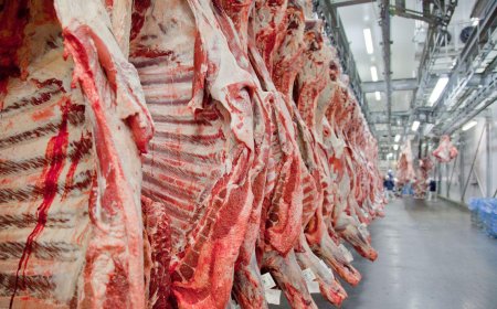 Acima: Exportações de carne bovina cresceram 20,7% em 2025, segundo Abrafrigo