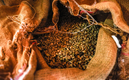 Mercado café: diferença entre o mercado físico e a safra futura é de R$ 210 por saca