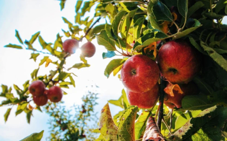 Produção: Setor da maçã se recupera de safras adversas e deve aumentar exportações em mais de 300%