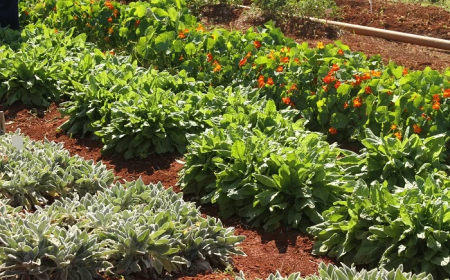 Alimento: Plantas que quase ninguém reconhece como alimento ganham espaço em São Paulo