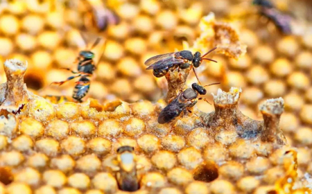 Sensorial: Abelhas sentem emoções? Estudo científico indica que sim
