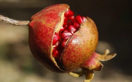 Função: Casca de romã pode ajudar no tratamento de feridas na pele, aponta estudo da Unicamp