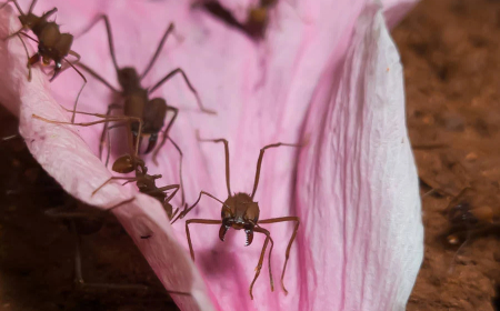 Aponta pesquisa: Lixo de formigueiro pode esconder soluções para biocombustíveis