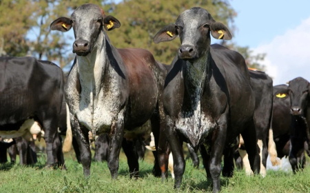 Confira: Girolando número de registros da raça bate recorde em 2025