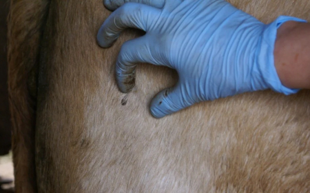 Dica: Infestação de carrapatos pode comprometer a rentabilidade da fazenda; veja como evitar