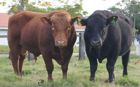 Beef on Dairy: Embrapa e Angus lançam selo inédito para cruzamento leite–corte; confira