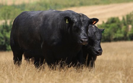 Ganhando mercado: Carne angus bate recorde histórico e exportações disparam 260% em 2025