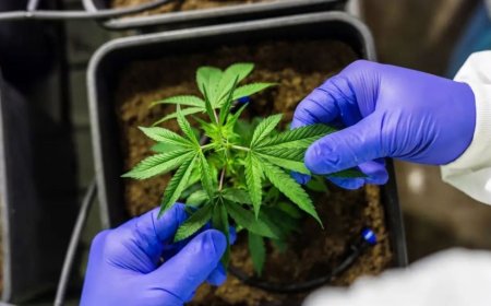 Em análise: Anvisa avança e propõe regras para a produção de cannabis medicinal no Brasil
