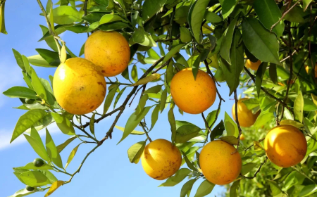 Aponta USDA: Safra 2026/27 de laranja aumentará abismo entre Brasil e EUA