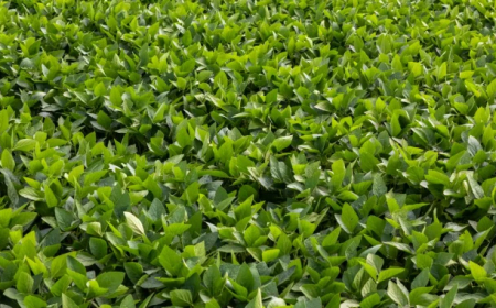 Aponta StoneX: Clima em 2026 pode trazer riscos agrícolas no Brasil e exige monitoramento