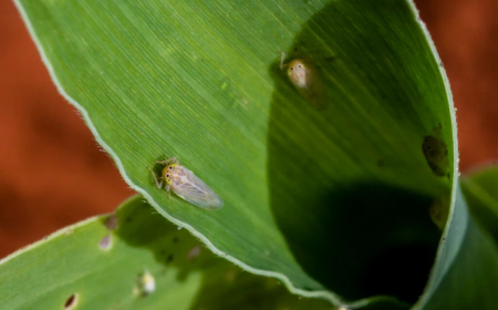 Calcula CNA: Cigarrinha-do-milho 'comeu' quase 32 milhões de t do cereal por ano em 4 safras