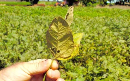 Praga: Brasil soma 251 casos de ferrugem asiática; Bahia registra primeiro foco