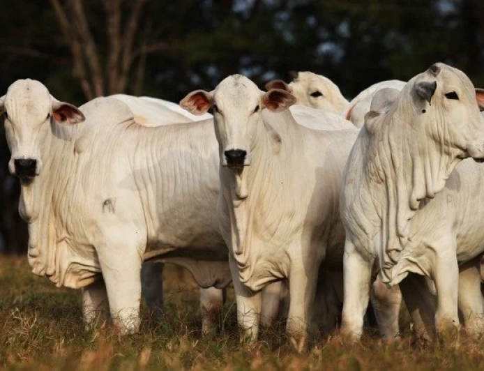 Guerra no Oriente Médio freia mercado do boi