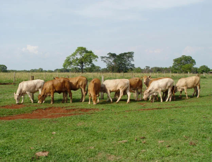 Rebanho: Manejo correto no período chuvoso eleva desempenho e rentabilidade da pecuária de corte