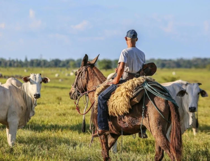 Liderança: Pecuária intensiva: o que coloca o Brasil no topo da produção mundial de carne vermelha?