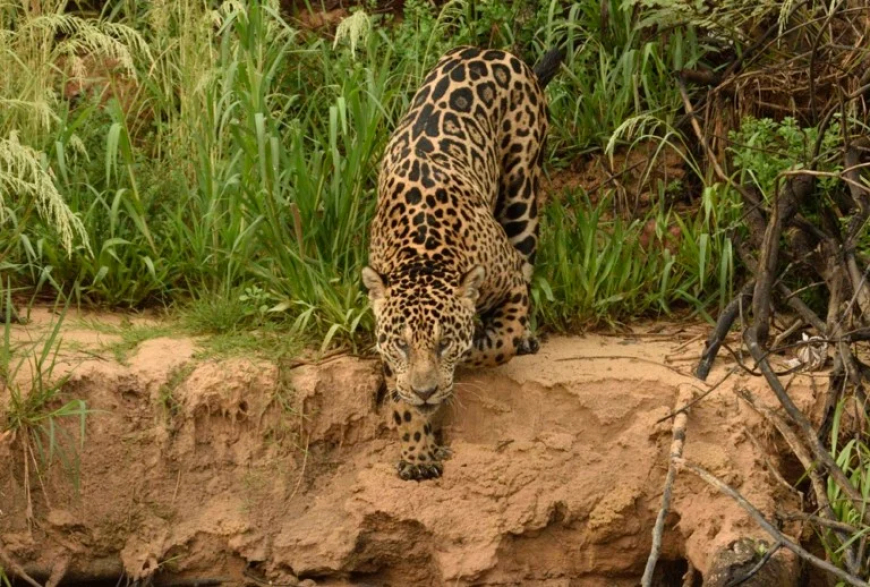 Onças-pintadas: Pesquisa inédita une câmeras e IA para contabilizar população