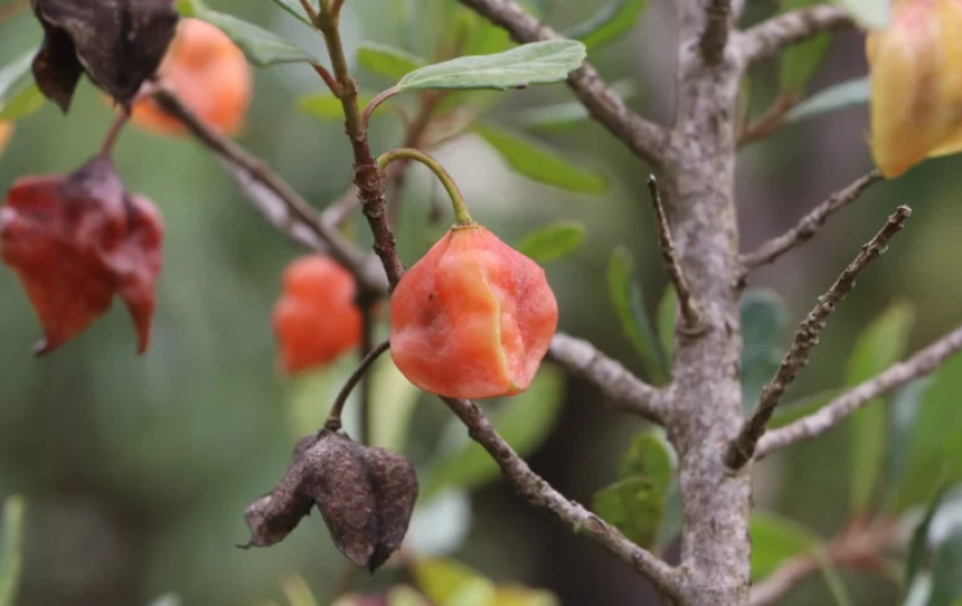 Com mudanças no microclima: Rara e pouco estudada, árvore brasileira pode desaparecer