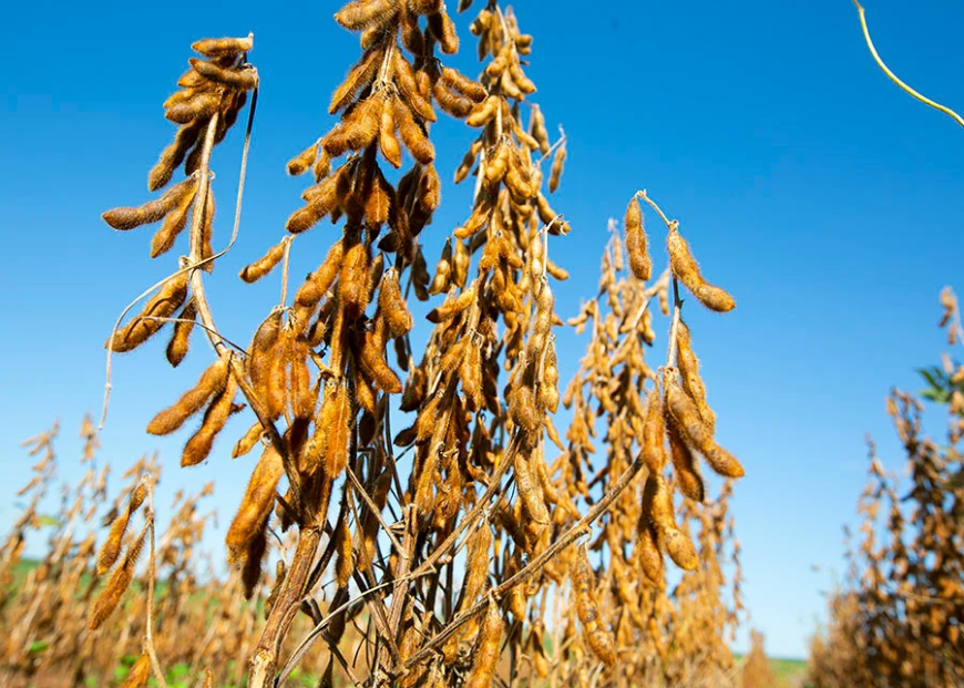 Inscreva-se! Centro Tecnológico Araguaia apresentará resultados de pesquisas aplicadas à cultura da soja