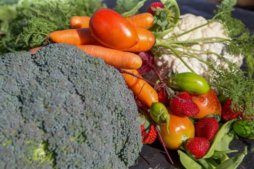 Transição ecológica: Produção orgânica avança com crédito rural e apoio técnico