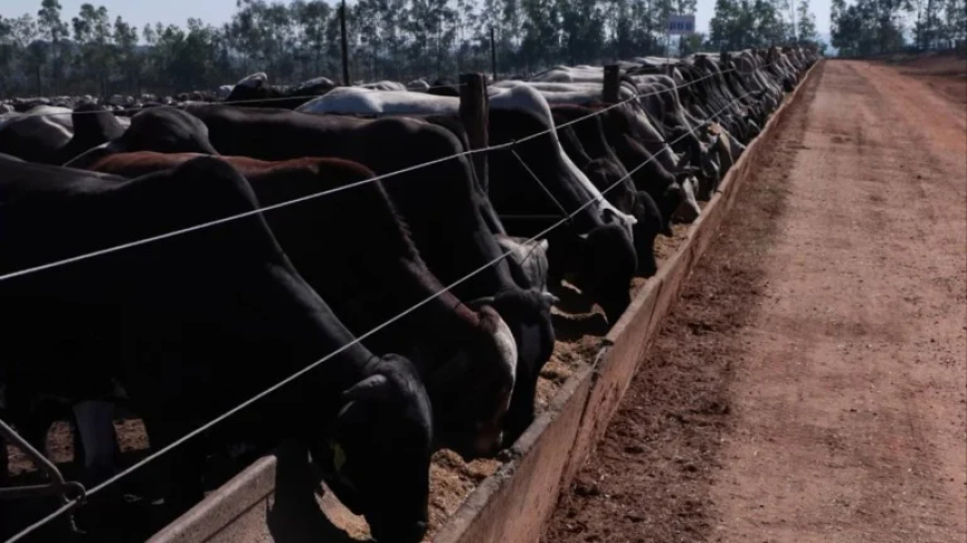 O que escolher para a pecuária? confinamento próprio ou terceirizado