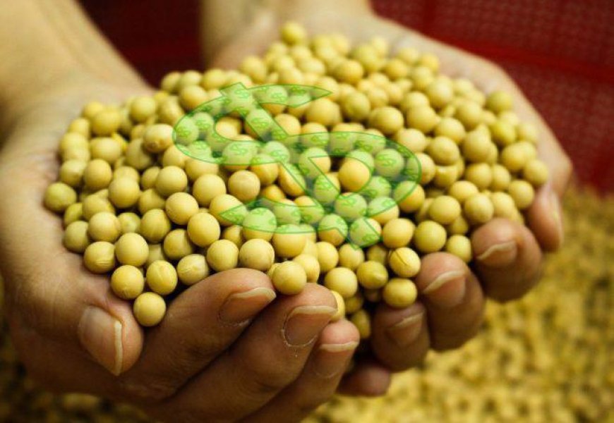 Preço: Como ficaram as cotações de soja? Saiba os números no Brasil