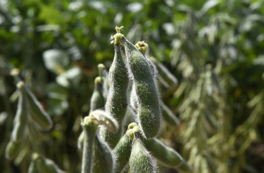 Iagro alerta: quase 1 milhão de hectares de soja ainda não foram cadastrados em MS, e prazo se aproxima do fim