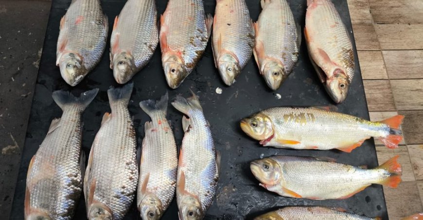 Em 2025: Mais de 1,5 toneladas de peixe foram apreendidas no Estado durante ações ambientais