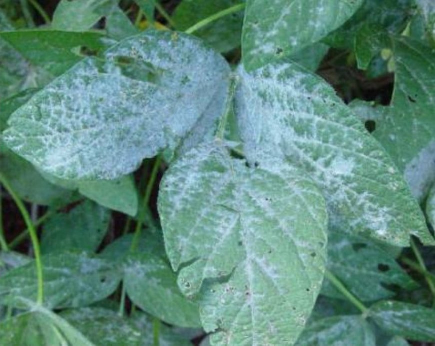 Lavoura: Quais as principais doenças da soja? Embrapa aponta e dá dicas, da atenção ao manejo