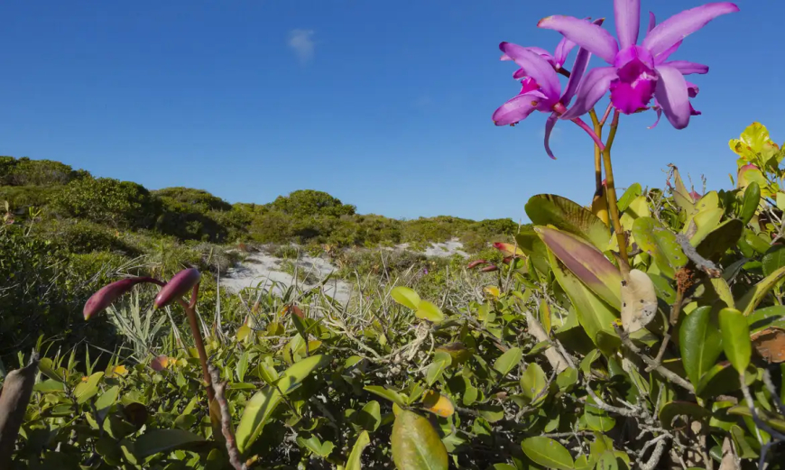 Brasil: Inpe confirma redução de desmatamento na maioria dos biomas em 2024