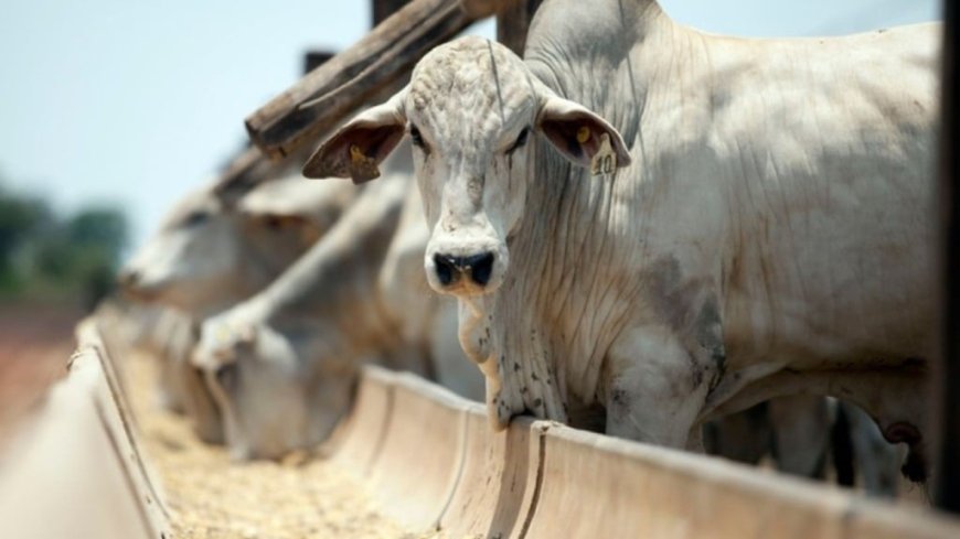 Confira: Brasil ainda tem perdas por abscessos e resíduos de medicamentos na carne; o pode ser feito?