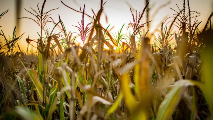 Plano Safra 2025/2026: desembolso cai 15,6% no 1º semestre, a R$ 186,1 bilhões