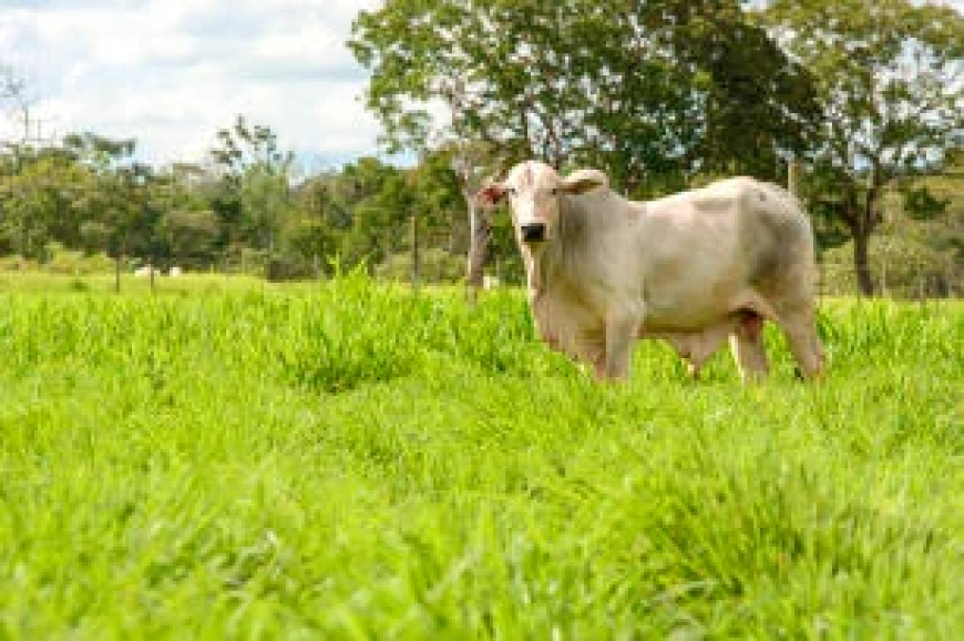 Manejo: Nova cultivar de capim forrageiro amplia produtividade e reforça a sustentabilidade da pecuária