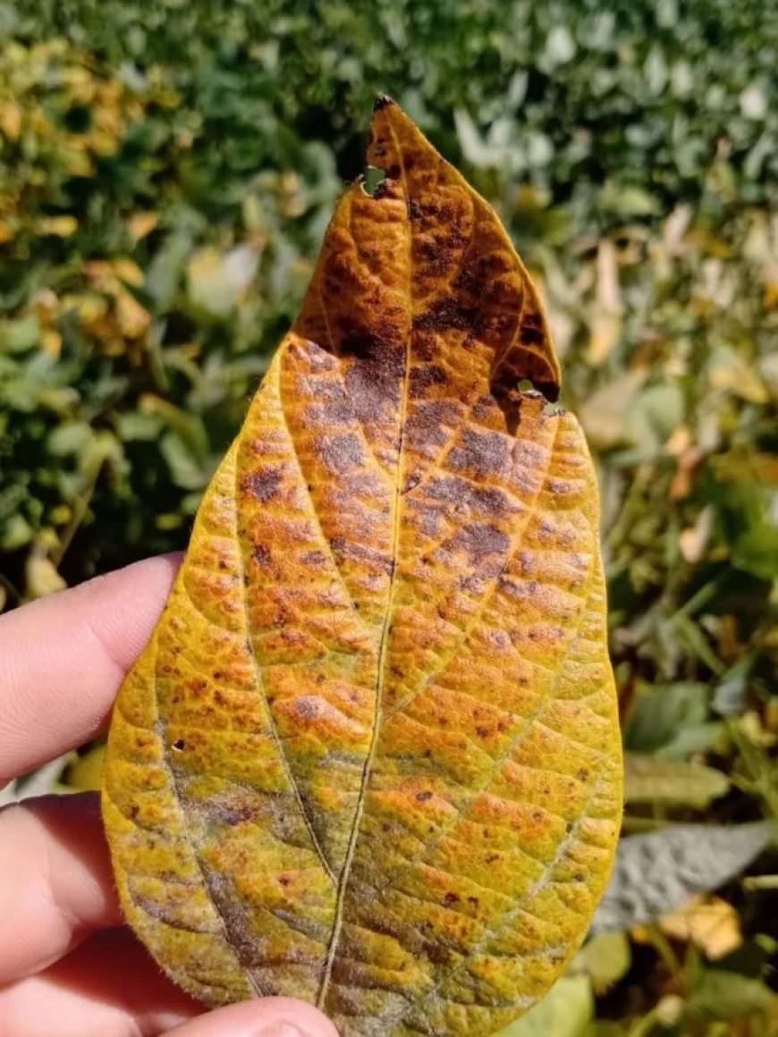 Cultivar: Doença silenciosa pode reduzir produtividade da soja em até 20%