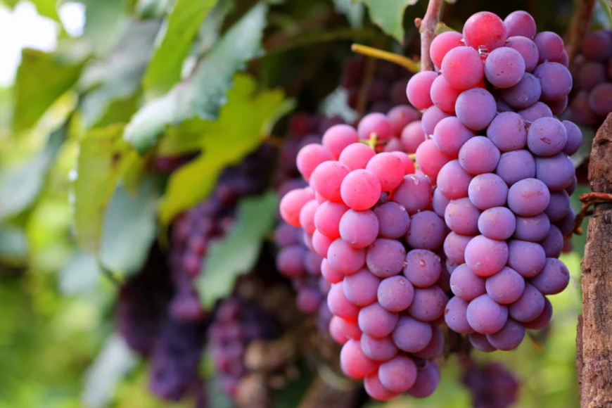 SP: Safra de uva pode crescer até 10% e ultrapassar 800 milhões de quilos em 2026